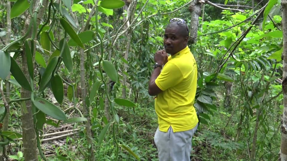 Comores Vanilla se lance dans l'élevage des bovins